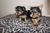 Yorkie Puppies Male & Female