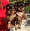 Home Trained TeacupYorkie Puppies