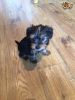 1Full Breed Yorkie Need New Home ASAP