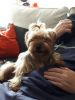 BABE THE MINI YORKIE 3 MONTH@ OLD