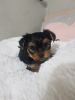 Female Yorkie available for Sale NOow!!!