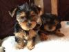 Cutest Yorkie Puppies Ever