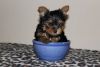 Teacup Yorkie Puppies Needs a New Family