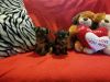 Sweetest Small Yorkie Puppies great with Kids and Other Pets