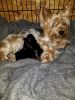 Yorkie Puppies Available, CKC