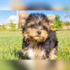 BEUATIFUL TINY PEAL YORKIE PUPPY FOR SALE