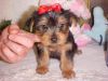 Adorable Tea cup yorkie ready for new home