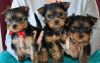 Lovely yorkie puppy looking for loving home with plenty of cuddles ,