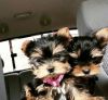 Home Train Yorkie puppies for Adoption