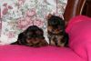 Male and female puppies for sale
