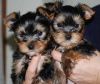 AKC Yorkie Puppies