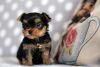 Adorable Yorkshire Terrier Puppies For Sale!