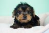 Yorkie Puppy – Male- John ($1,799)