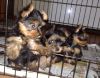 Lovable AKC Yorkshire Terrier Puppies