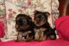 Lovely Yorkshire Terrier Puppies