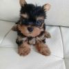 Yorkshire Terriers puppies