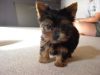 Yorkie puppy seeking new home for XMASS