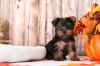 Cute and healthy Yorkie puppies with papers for sale .Text (657) 234-6
