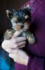 Sweet and home raised kid friendly Yorkie puppy is ready for you. (657