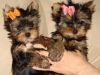 Male and female tea cup yorkie puppies