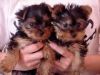 Two adorable male and female Yorkie puppies For Christmas