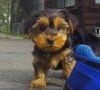 Female Yorkie Puppy for a new home this XMASS