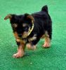 Excellent Home Raised Yorkshire Terrier Puppies
