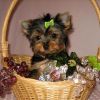 Tea-Cup Yorkie Puppies Pure Breed
