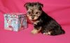 Miniature CKC Registered Yorkshire Terrier Puppies