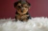 Sweet and Playful Teacup Yorkshire Terrier Puppies
