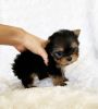 Lovely Tiny Yorkshire Terrier Puppies