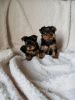 Playful Tea cup yorkiePuppies For New Homes
