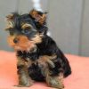Genuine Teacup Yorkshire Terriers For Sale