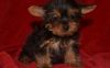 AKC Registered Sweet Playful Yorkshire Terrier Puppies