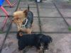 Lovely Yorkshire Terrier Puppies For Sale