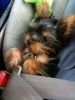 Yorkies searching for a wonderful home