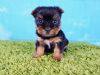 Yorkshire Terrier puppy- Female- Zoe ($ 2,500)