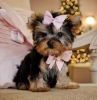 2 Yorkie puppies available