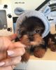 2 beautiful female Yorkies ready for their new homes.