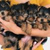 YORKSHIRE TERRIER PUPPIES!!! PERFECT COMPANIONS FOR SALE