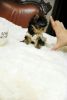 Cute And loving Teacups yorkie puppies for sale