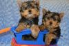 Charming T-Cup Yorkie puppies Available Text Or Call xxx-xxx-xxxx