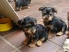 Yorkshire Terriers puppy - Ready now.