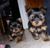 Beautiful Tiny yorkie puppies , Puppies are raised in my home