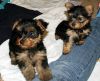 Here I have 2 Exceptionally Beautiful Yorkie Boys Pups.