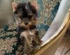 Gorgeous Teacup Yorkshire Terrier Puppies