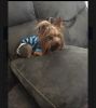 Akc and ckc certified yorkie stud