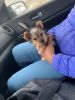 Purebreed Yorkie puppy for good home