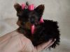 Yorkshire Terrier readily available.