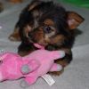 Top Family Raised Yorkshire Terrier Puppies.